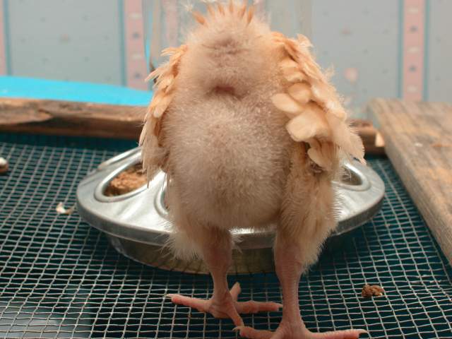 chicken butt.